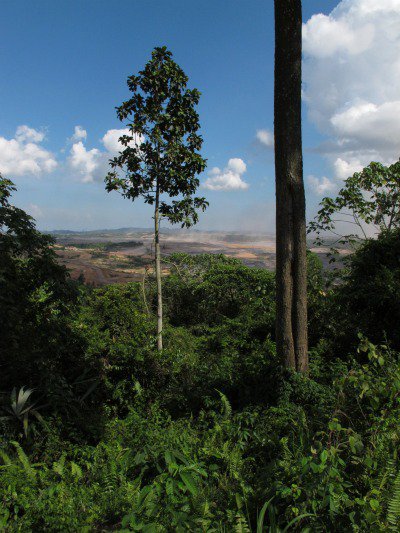 The frontline; rainforest reduced to dust. Mining and logging operations threaten extinction for the orang-utan, clouded leopard, sun bear and pygmy elephant.
