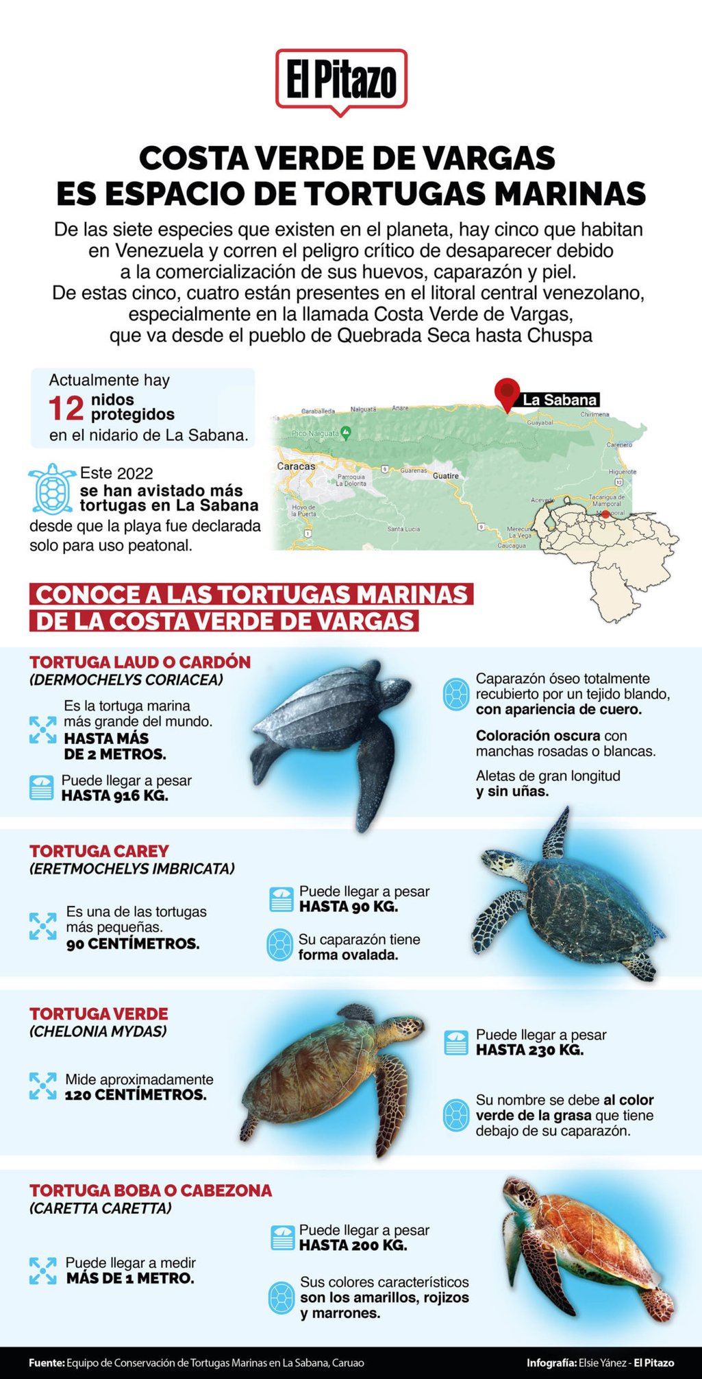 Infografía-Tortugas-Marinas-1068x2096.jpg