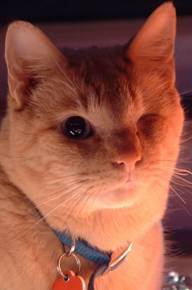 JG%20cat%202.jpeg