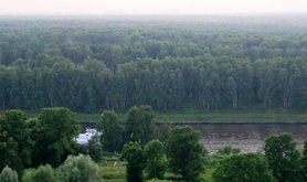 Khimki Forest