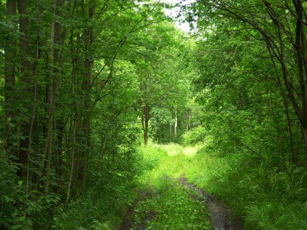Kovalevsky Forest