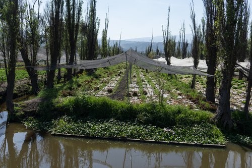 Las Chinampas son una tecnologíaconsistente en ganarle construir pedazos de tierra cultivable sobre la laguna aprovechando las raíces de los ahuejotes, los árboles que se ven a sus costados.jpg
