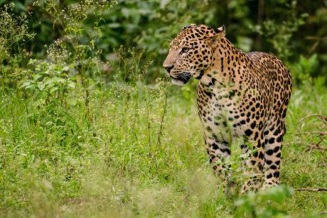 Leopard_Male_Nagarhole.jpg