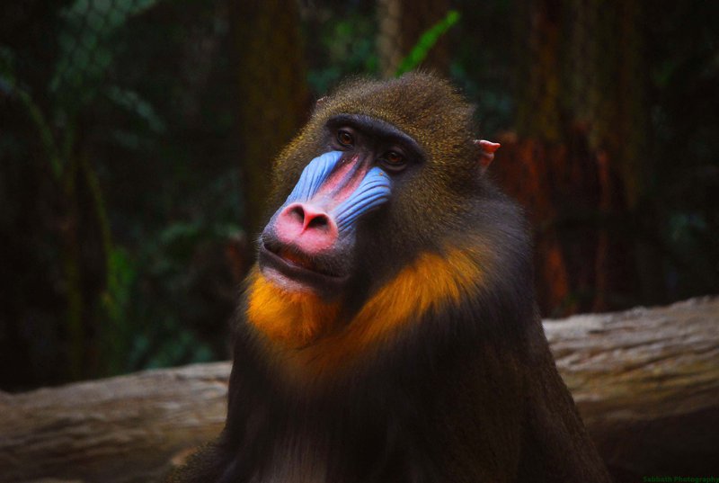 Mandrillus_sphinx_portrait_0.jpg