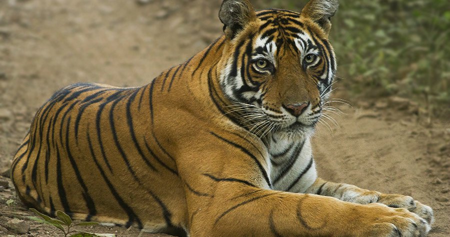 When a tiger has no value | openDemocracy