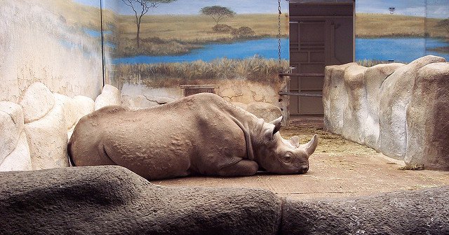 Sad Cute Animals In Zoos