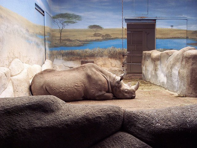 zoo-animals-in-captivity