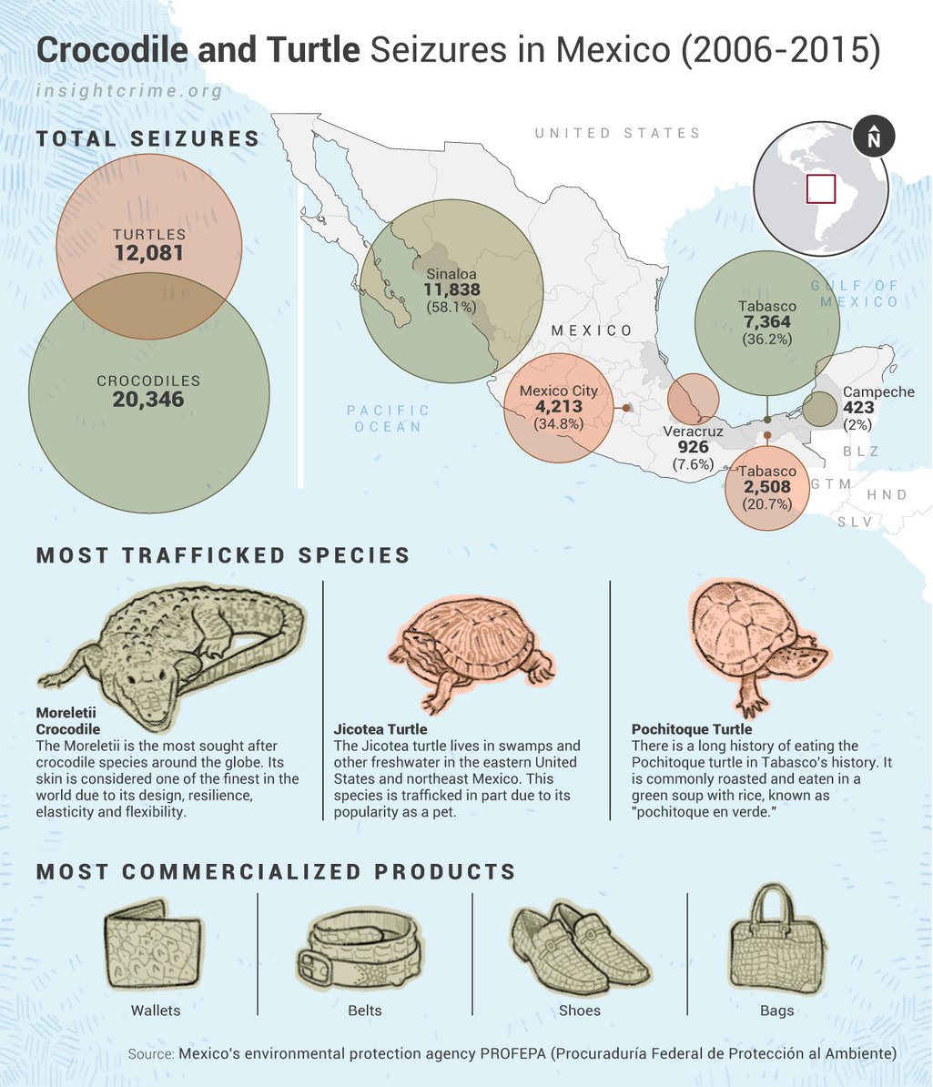 Pueden las granjas de cocodrilos y tortugas reducir el ecotráfico en México?  | openDemocracy