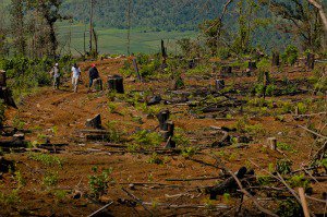 The town’s community police patrol the forest protecting members of the community involved in reforestation