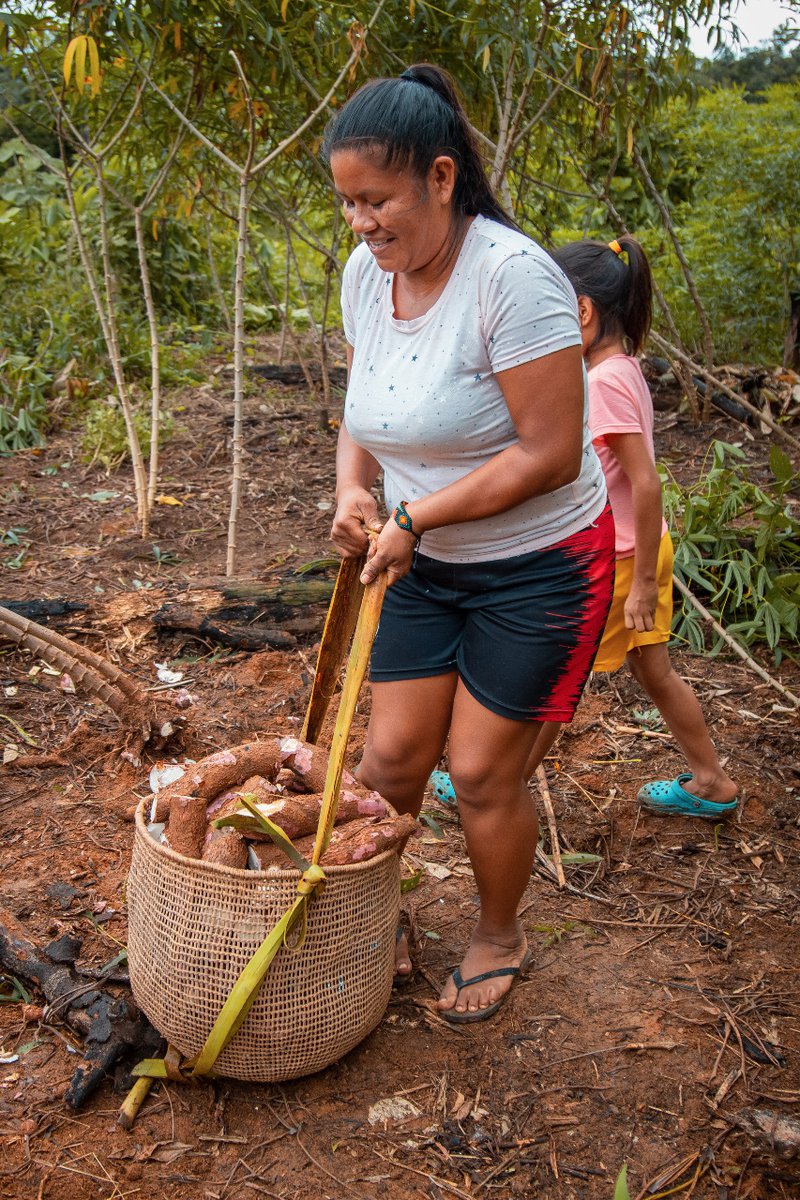 Nancy recolectando la yuca, alimento tradicional de los pueblos amazónicos.