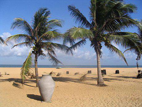 Palm trees on Sri Lankan beach
