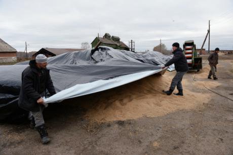 Russian farmers in Novosibirsk work to cover their grain harvest from the rain.