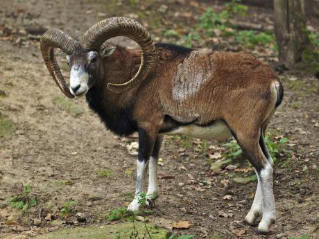 The Mouflon, one of many species of megafauna in Siberia is a large horned sheep.