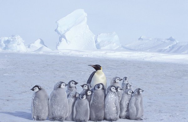Pingüinos emperador con polluelos, glaciar Dawson-Lambton, Antártida