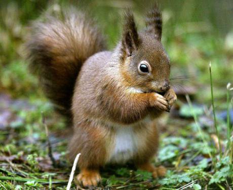 A red squirrel in the woods at Wallington, Northumberland, where they are under threat. (Owen Humphreys/PA Images)