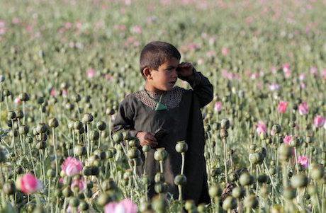 Poppy field, Kandahar, Afghanistan, 2016. Allauddin Khan/AP/Press Association Images. All rights reserved.