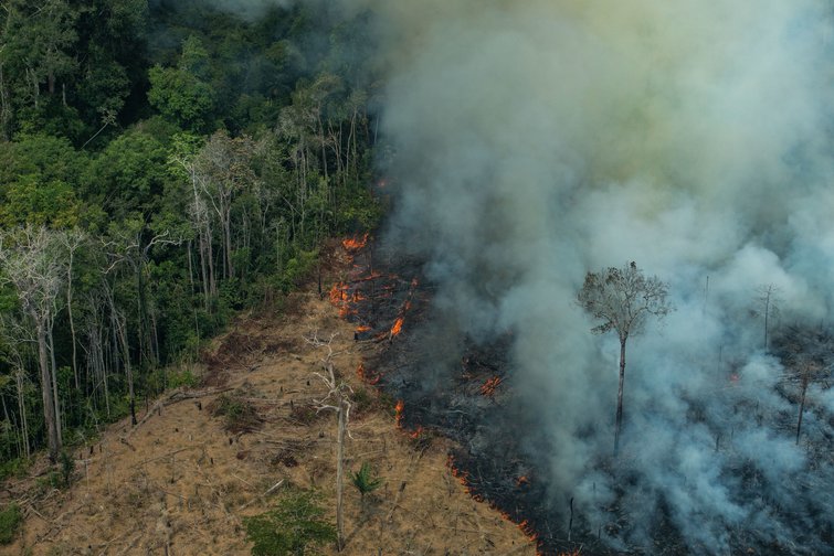 Deforestation of  rainforest accelerates amid COVID-19