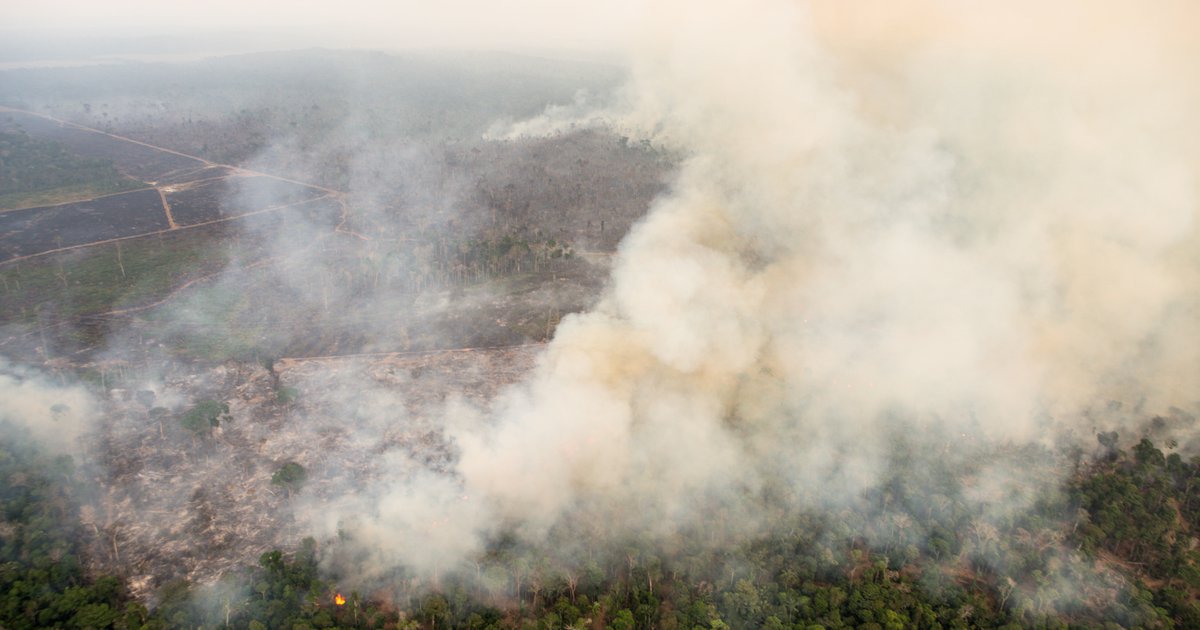 Who's responsible for the ecocide in the Amazon | openDemocracy