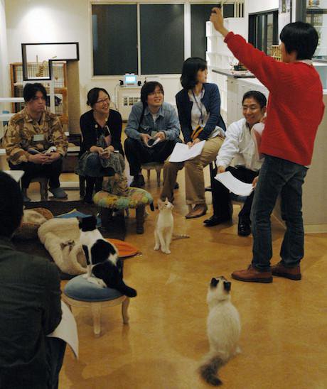 A matchmaking session in a Tokyo cat cafe, 2010. AP/Press Association Images. All rights reserved.