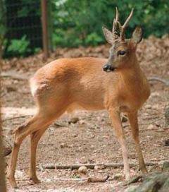 The Siberian roe deer is another popular target for poachers. 