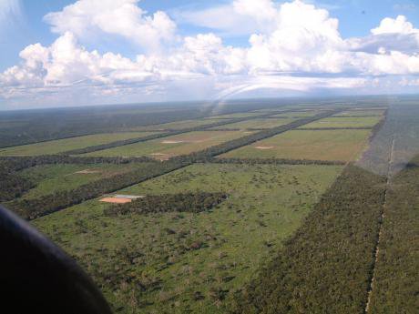 ParaguayChaco_Clearings_for_cattle_grazing_1.jpg