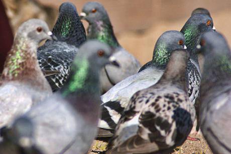 Barcelona pigeons. 