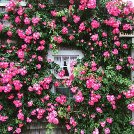 Pink-Window-Summer-Garden-Cottage-Roses-Flowers-2113180_0.jpg