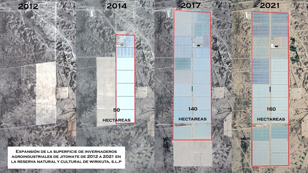 Satellite images showing the expansion of tomato greenhouses from 2012 to 2021 in the Natural and Cultural Reserve of Wirikuta. Satellite image captured by Gerardo Ruiz Smith.jpg