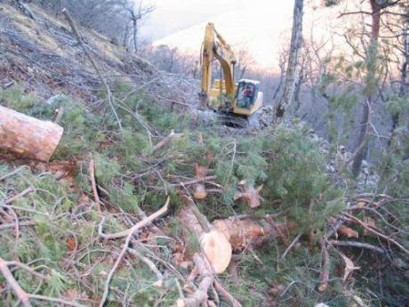Logging devastates the forest at the Utrish Nature Reserve.