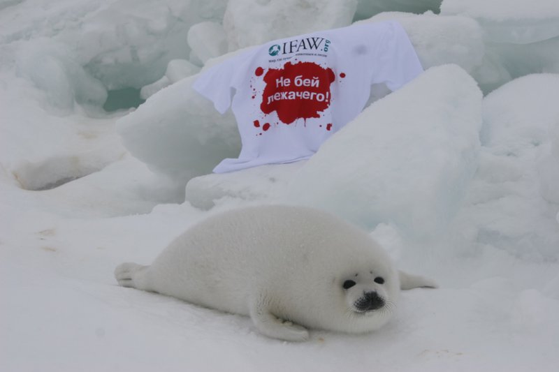 Seals campaign