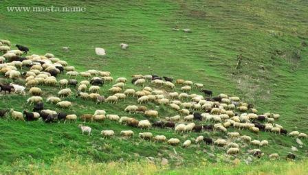 Sheep_farming_dagestan.jpg