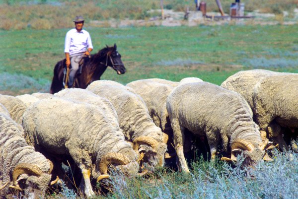 Shepherd_Dagestan