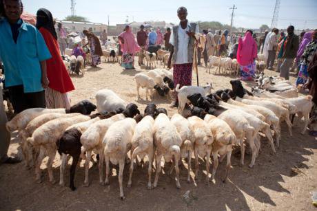 Somaliland_livestock01-735x490.jpg