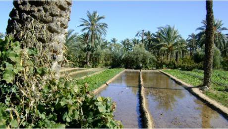 Irrigation canal in the coastal oasis of Chenini