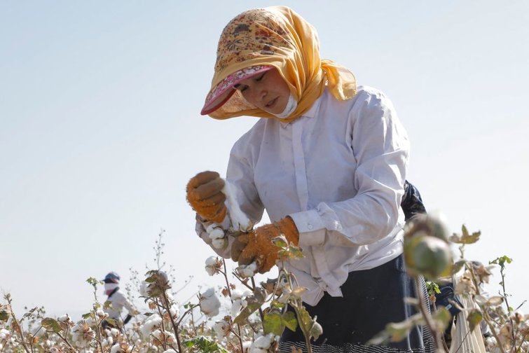 Can the cotton industry protect its workforce in a changing
