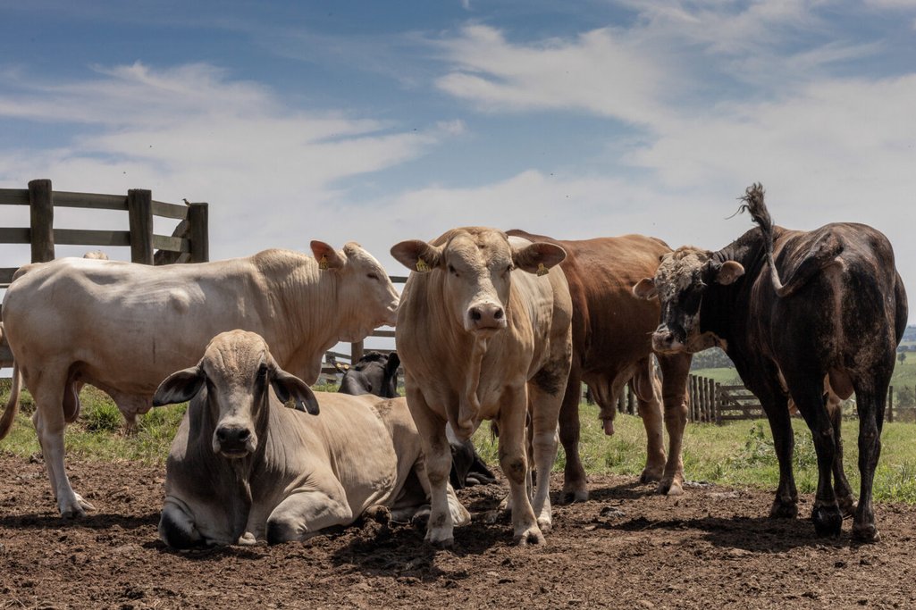Vacas reunidas no pasto
