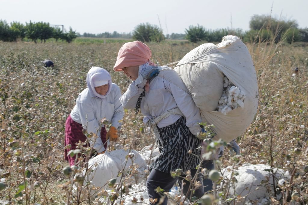 Women pick cotton