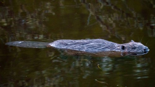 adult beaver.jpg