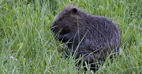 How Scotland's beavers came back, and how you can help | openDemocracy