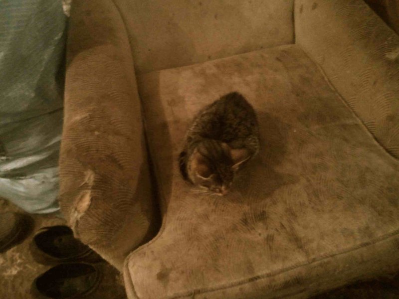 cat.jpg