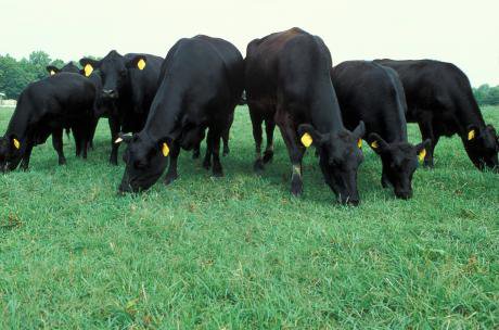 cows.jpg