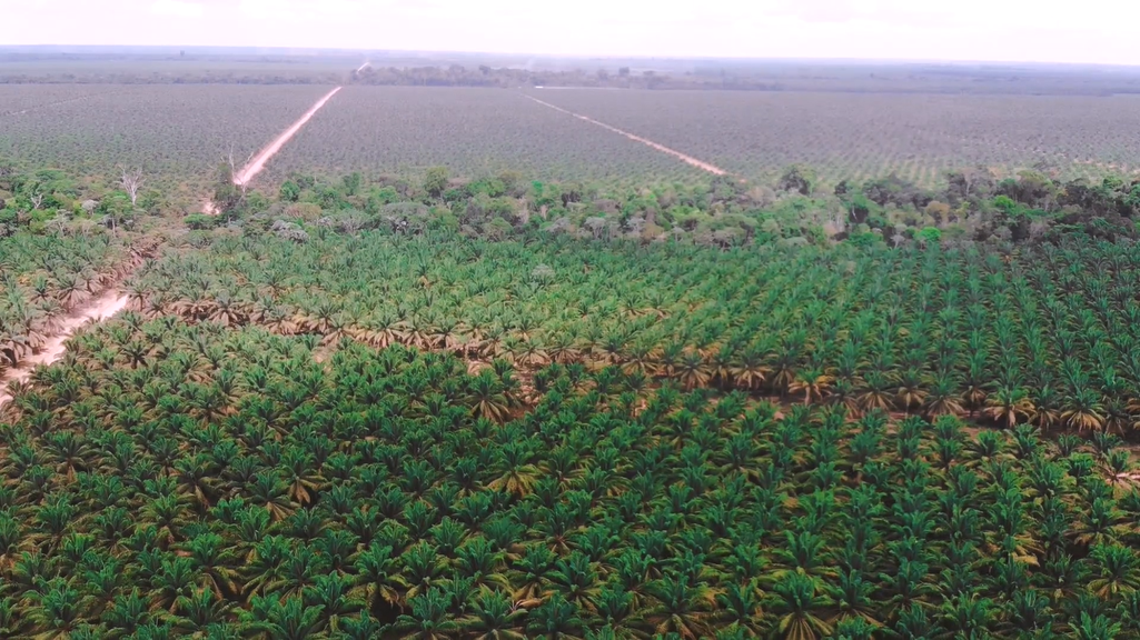 Imagem aérea da monocultura de dendê no Pará