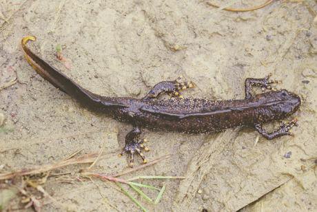 great crested newt.jpg