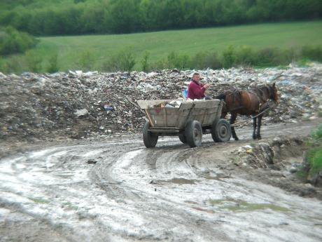 horse pic.jpg