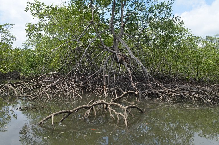 manglares-de-colombia.jpg
