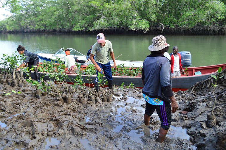 Mujeres Que Protegen Los Manglares Colombianos | OpenDemocracy