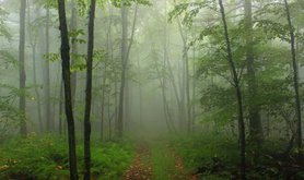 misty wood path.jpg