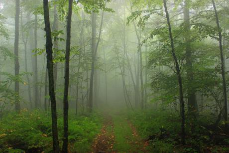 misty wood path.jpg