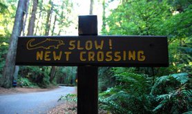newt crossing big.jpg