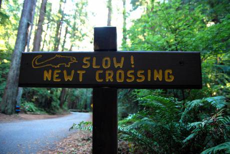 newt crossing big.jpg